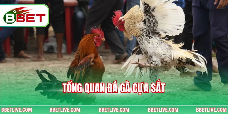 Tổng quan đá gà cựa sắt